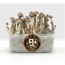 Споры принты B+