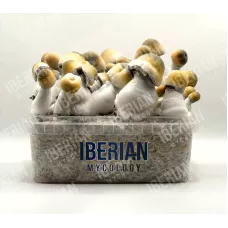 Споры принты Bluey Vuitton