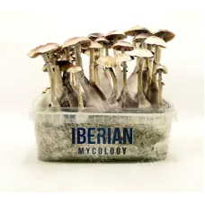 Споры принты Brasil