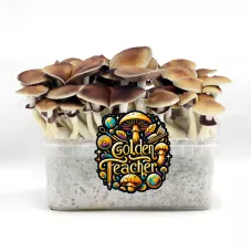 Споры принты Golden Teacher