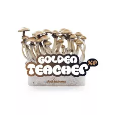 Споры принты Golden Teacher - Freshmushrooms