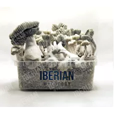 Споры принты Jack Frost