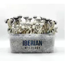 Споры принты Leucistic