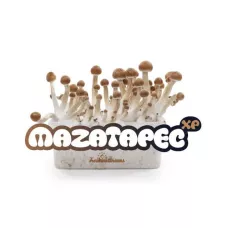 Споры принты Mazatapec - Freshmushrooms