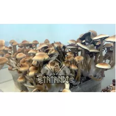 Споры принты McKennaii