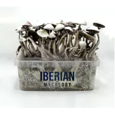 Споры принты Moby Dick