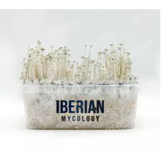 Споры принты Panaeolus Cyanescens