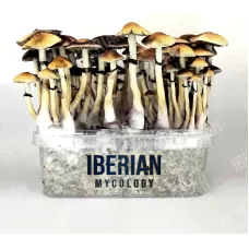 Споры принты Red Boy