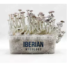 Споры принты Super Natalensis