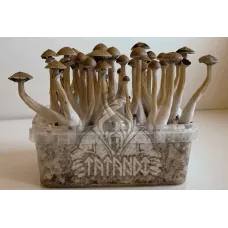 Споры принты Thai Pink Buffalo