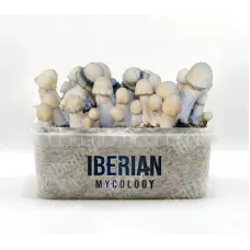 Споры принты Yeti