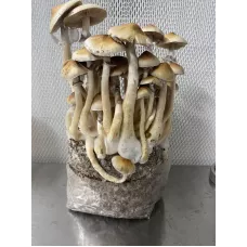 Споры принты Cascadian Teacher