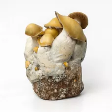 Споры принты Mac Galactic