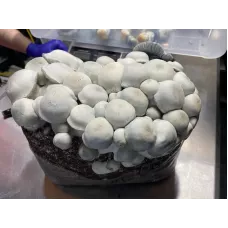 Споры принты Albino Penis Envy x Tidal Wave